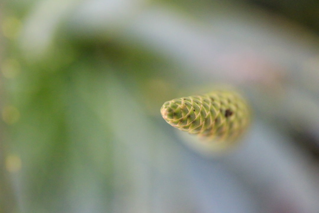 green and yellow plant in close up photography