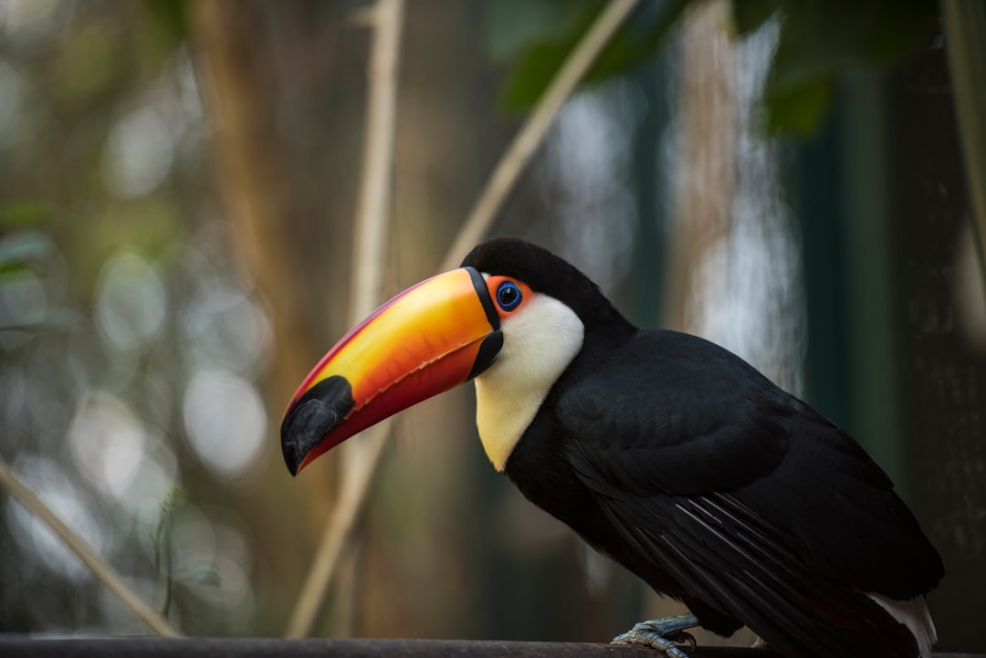 travelers stories about Wildlife in Temaikèn, Argentina