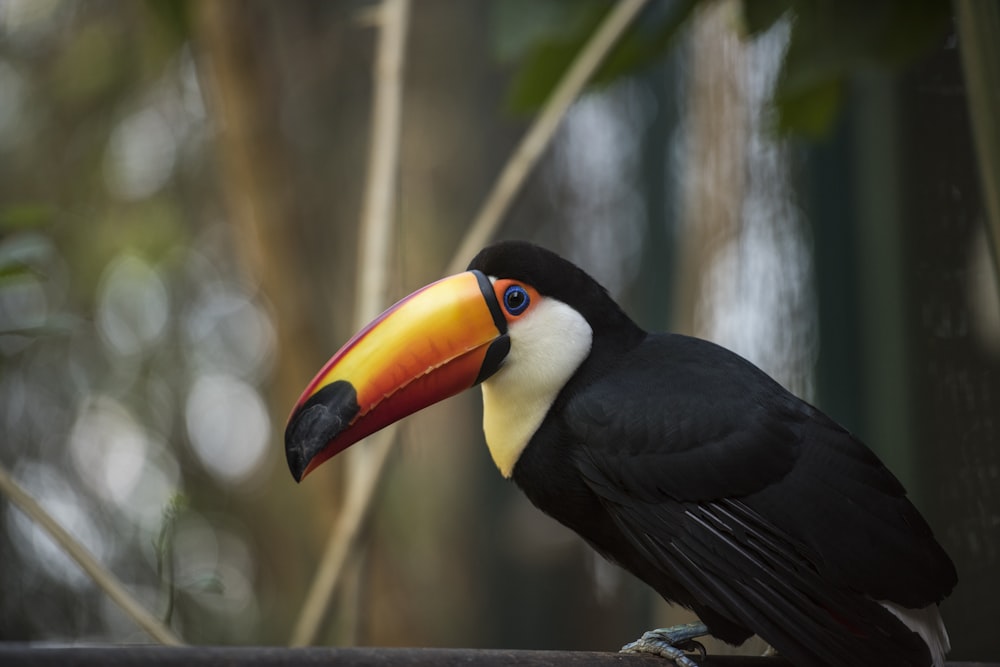 oiseau noir, jaune et rouge