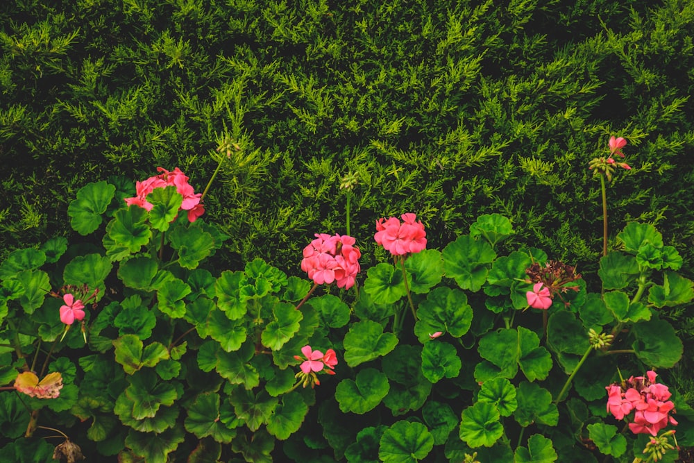 red flowers with green leaves