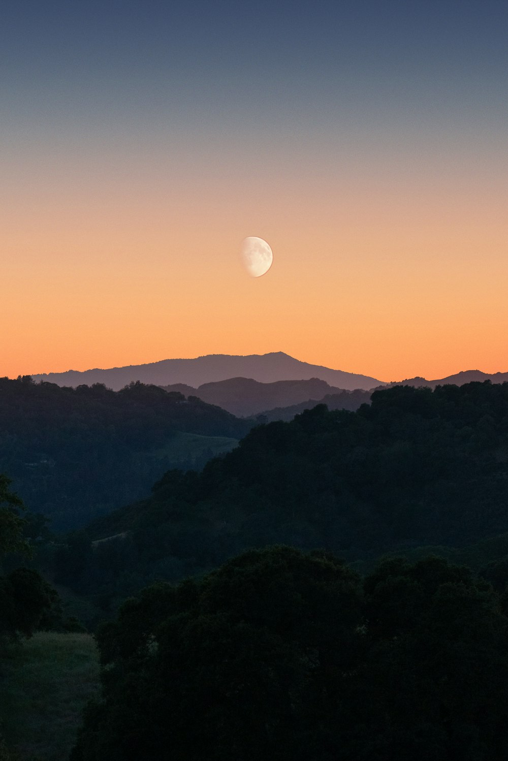 green trees on mountain during sunset