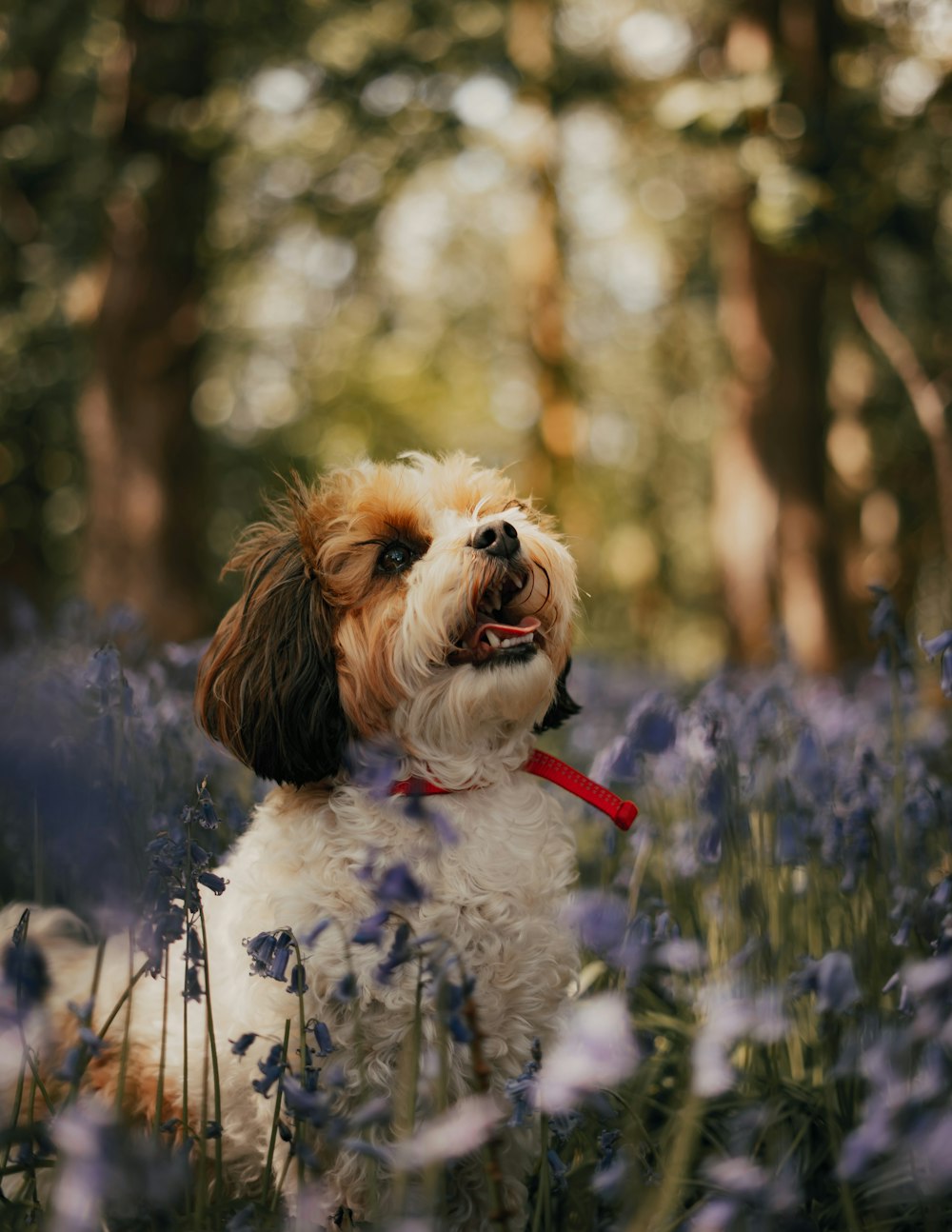 white and brown long coated small dog on purple flower field during daytime