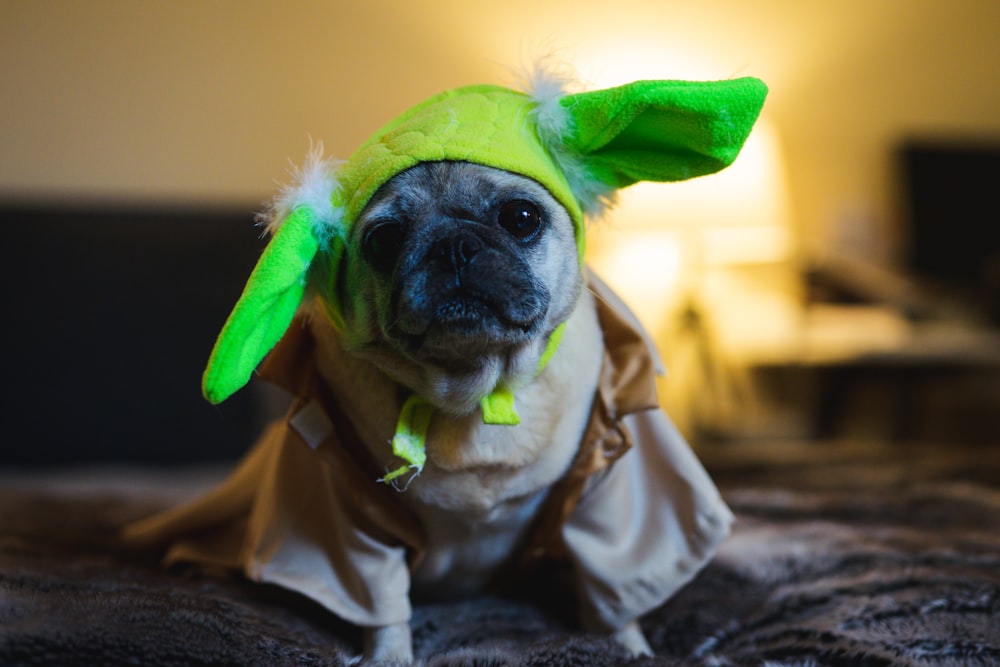 fawn pug wearing green and white scarf