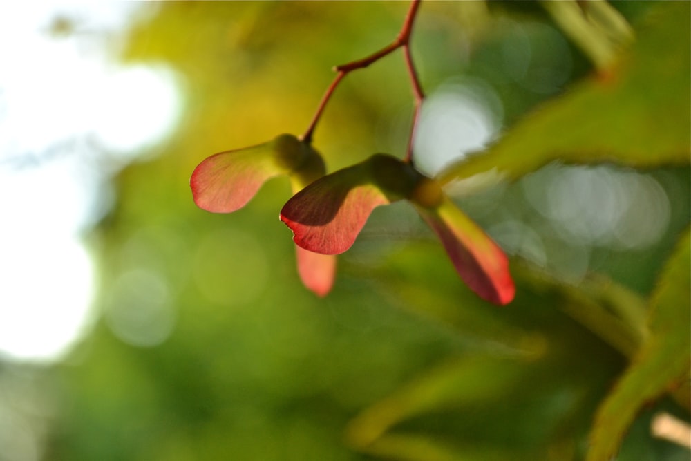 red and yellow flower in tilt shift lens