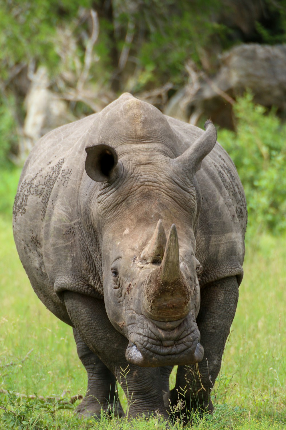 grey elephant on green grass during daytime