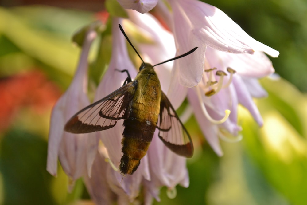 brown and black butterfly perched on white flower