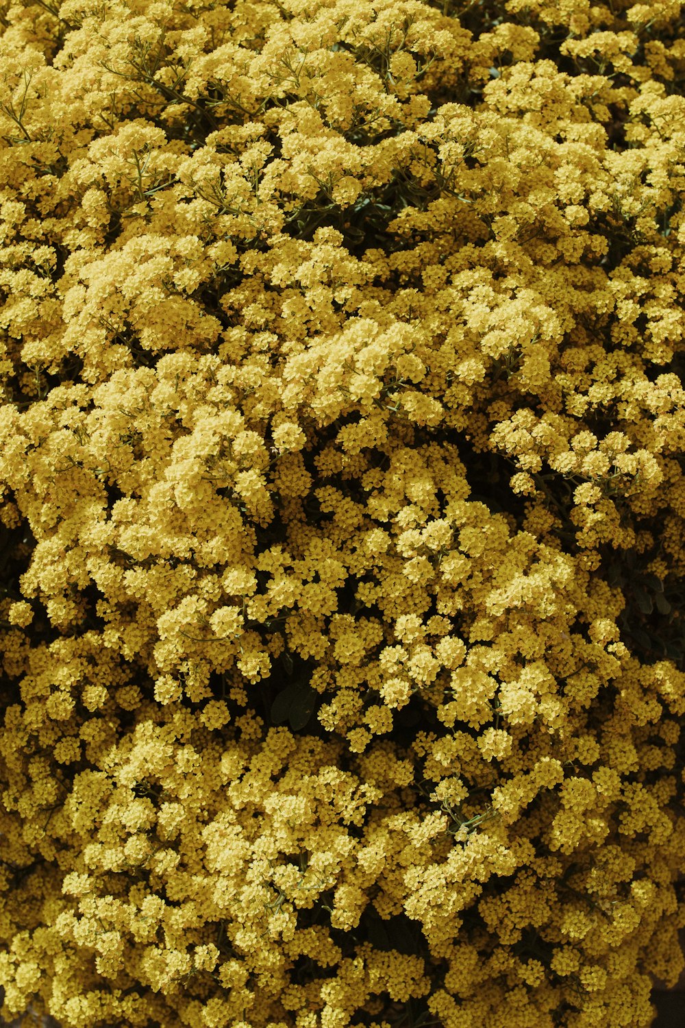 brown and black floral textile