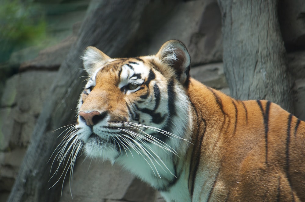 brown and black tiger lying on ground during daytime