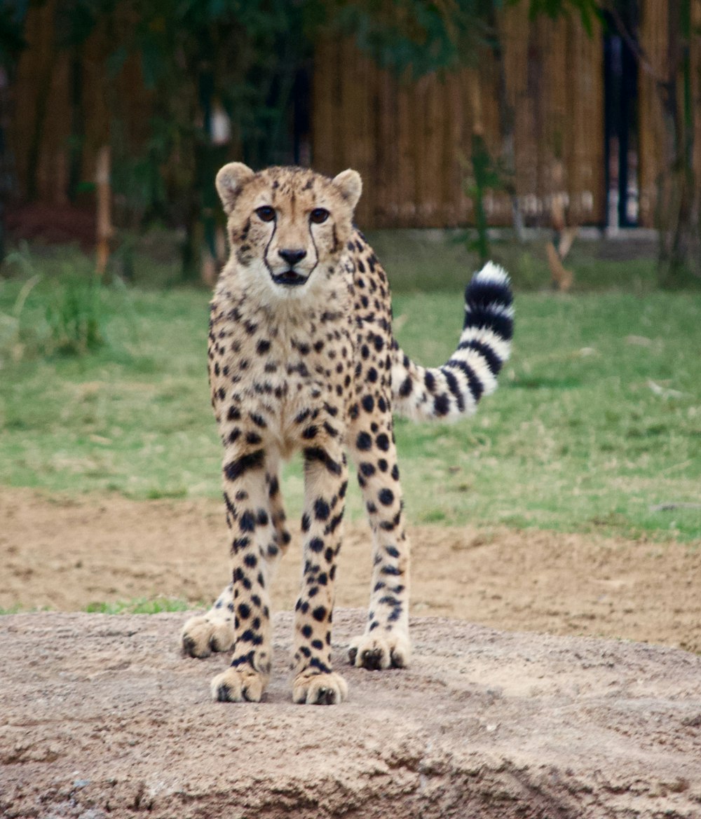 guepardo caminando sobre tierra marrón durante el día