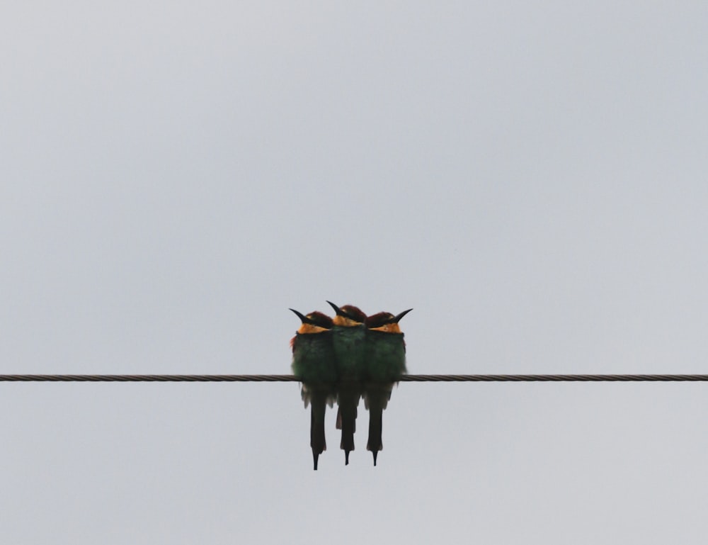 teal and brown bird on wire during daytime