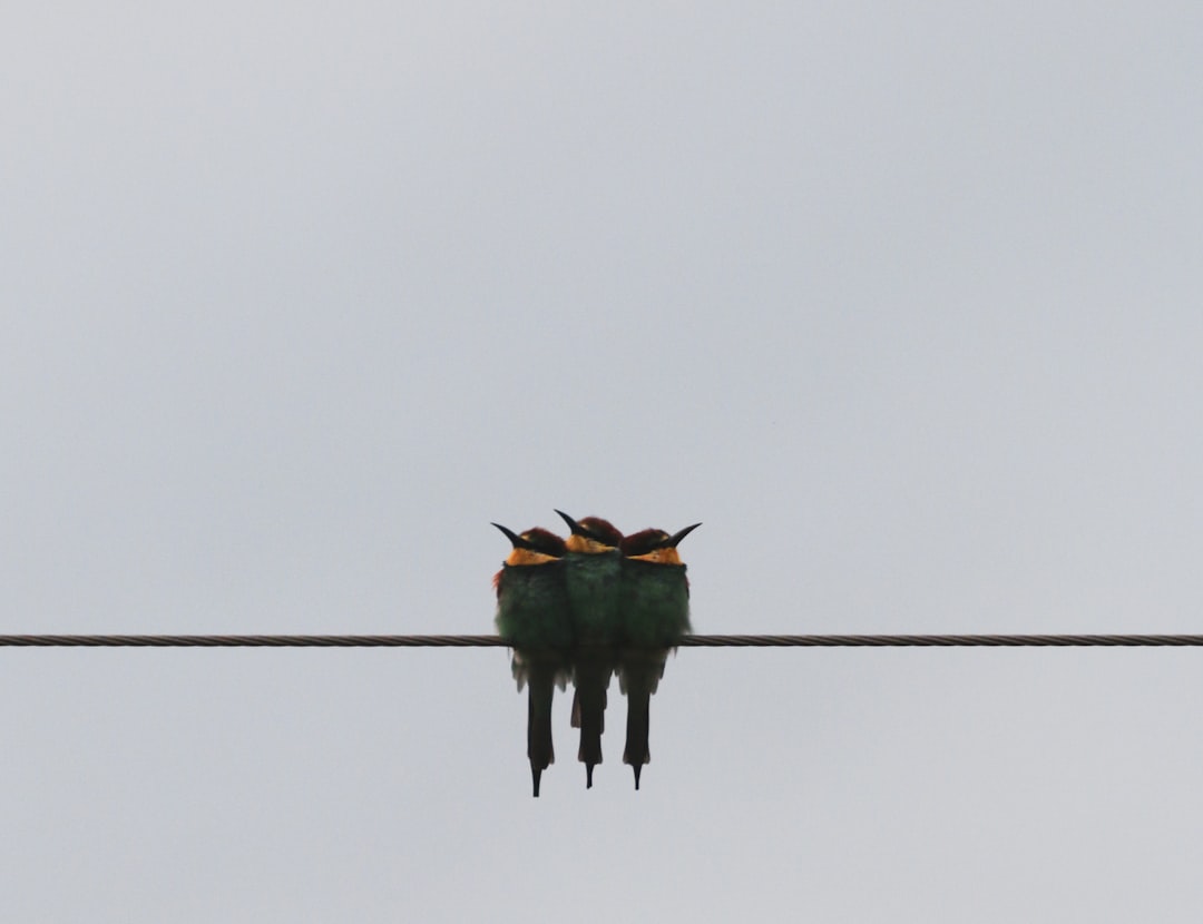 teal and brown bird on wire during daytime