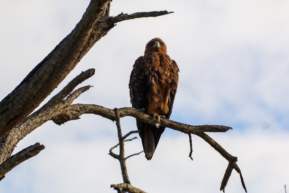 brown and black bird on tree branch during daytime