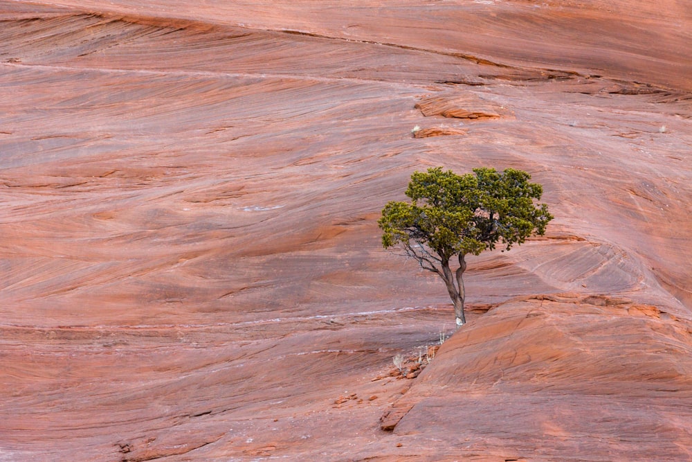 green tree on brown field during daytime