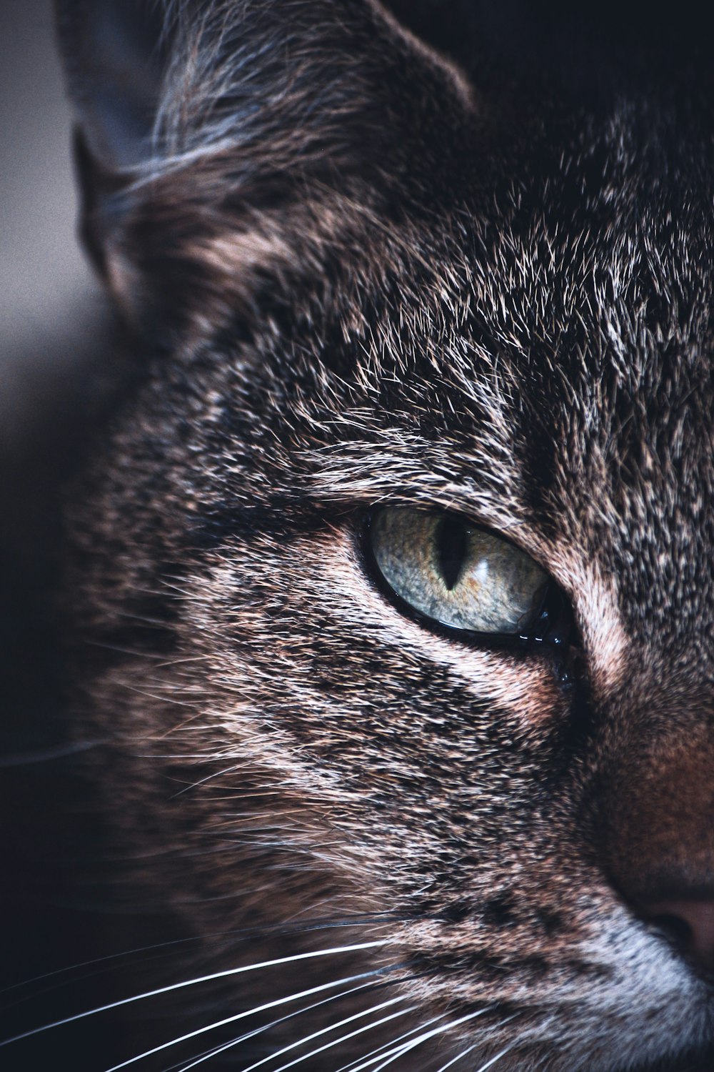 Foto Gato atigrado marrón con ojos azules – Imagen Gris gratis en Unsplash