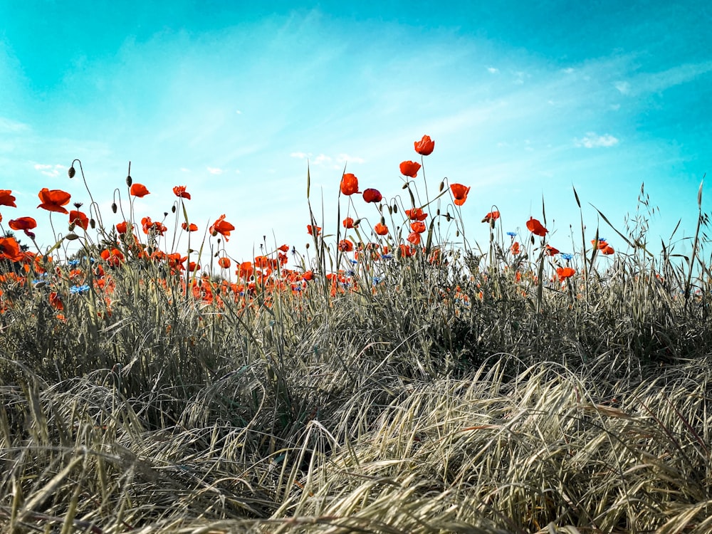 red flowers on brown grass under blue sky during daytime