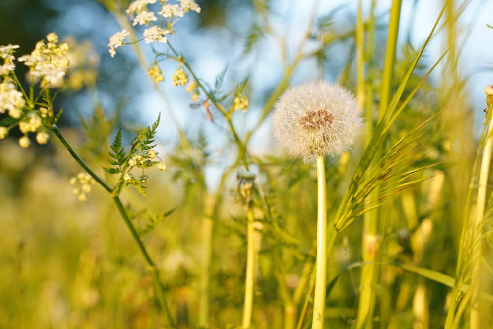 Diente de león blanco en fotografía de primer plano