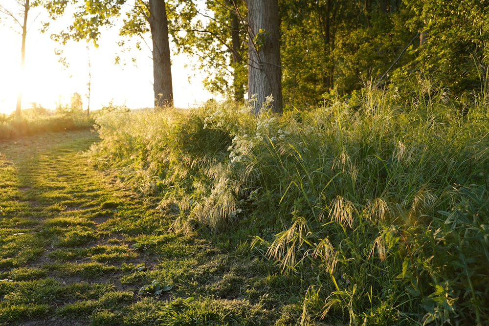 green grass field and trees during daytime