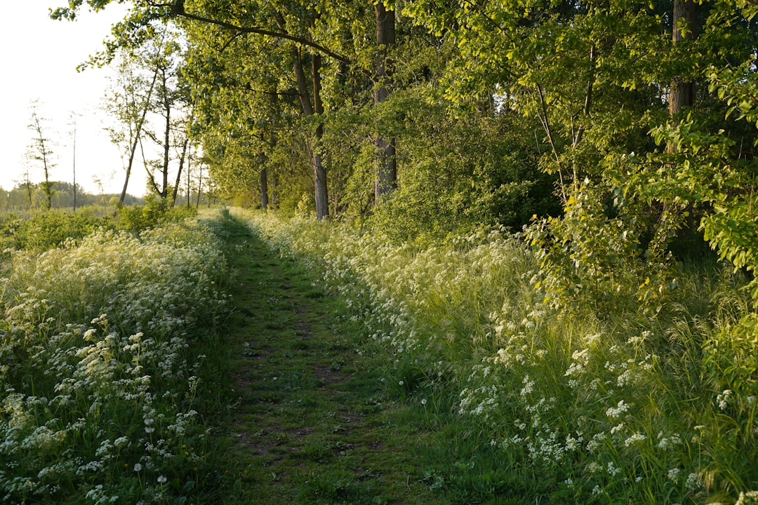 Forest photo spot Almere Hierden