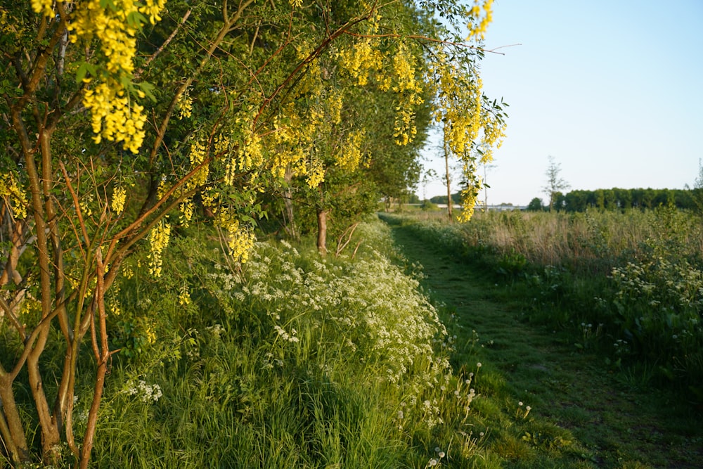 green grass field with yellow leaf trees