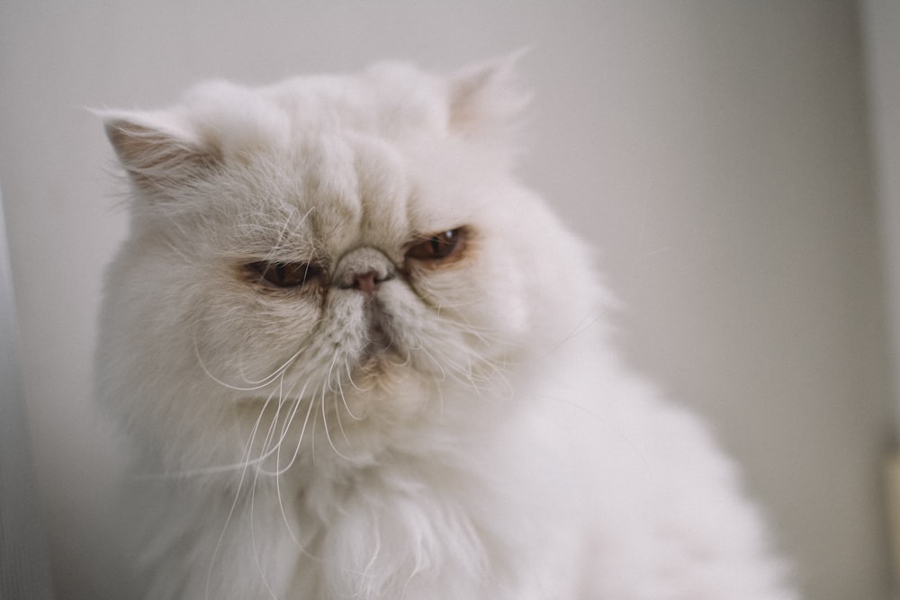 white persian cat on white textile