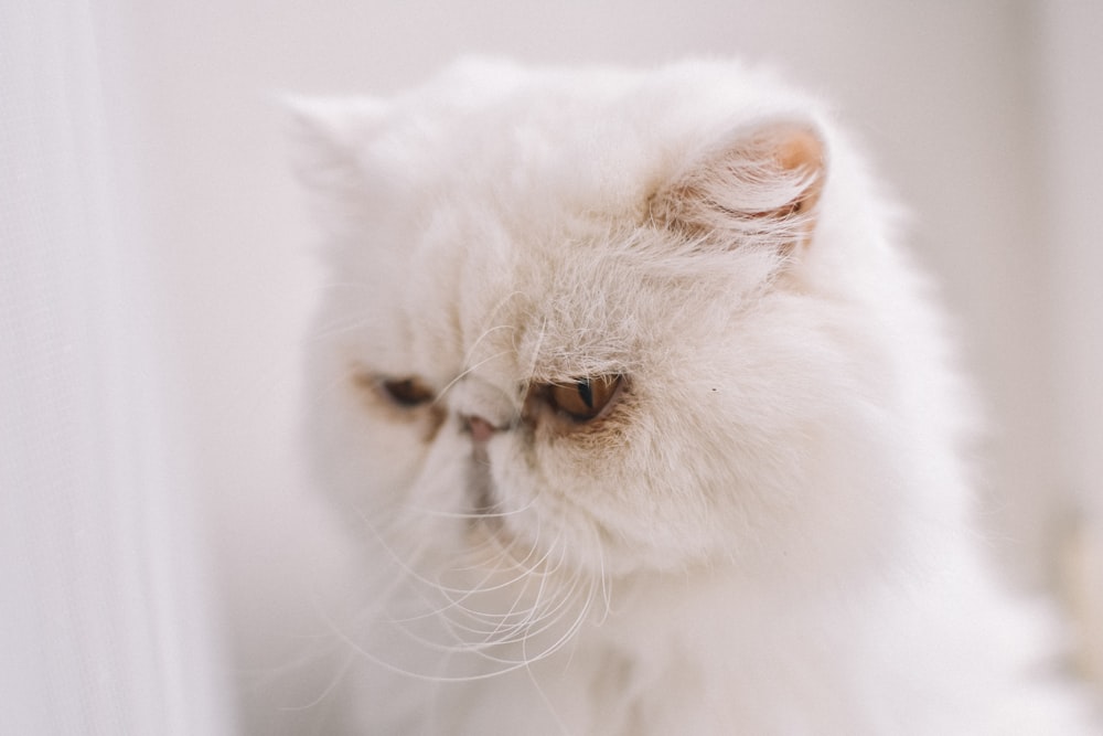 white persian cat in close up photography