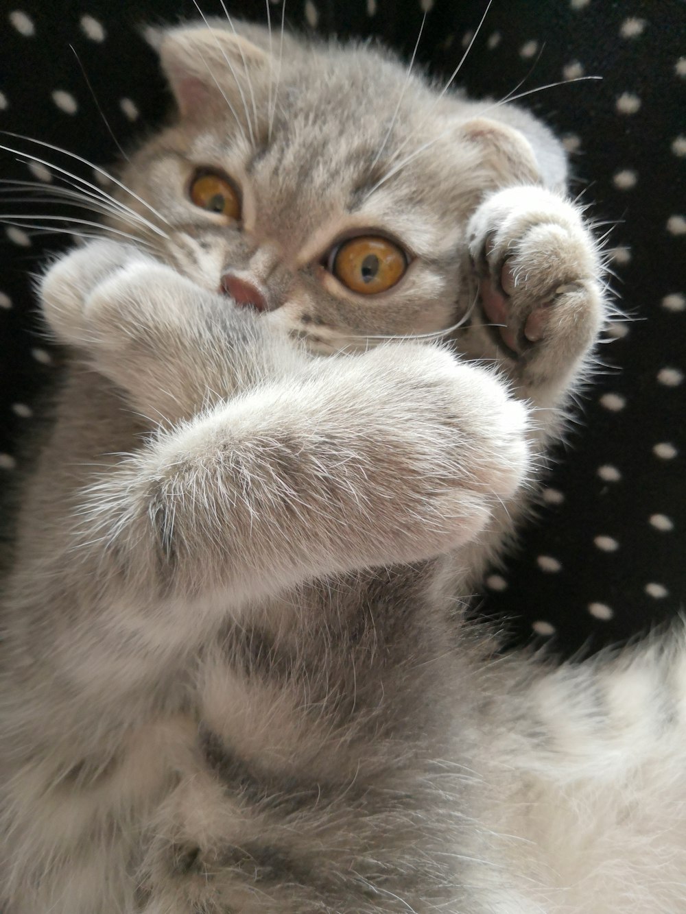 brown tabby kitten on black and white polka dot textile