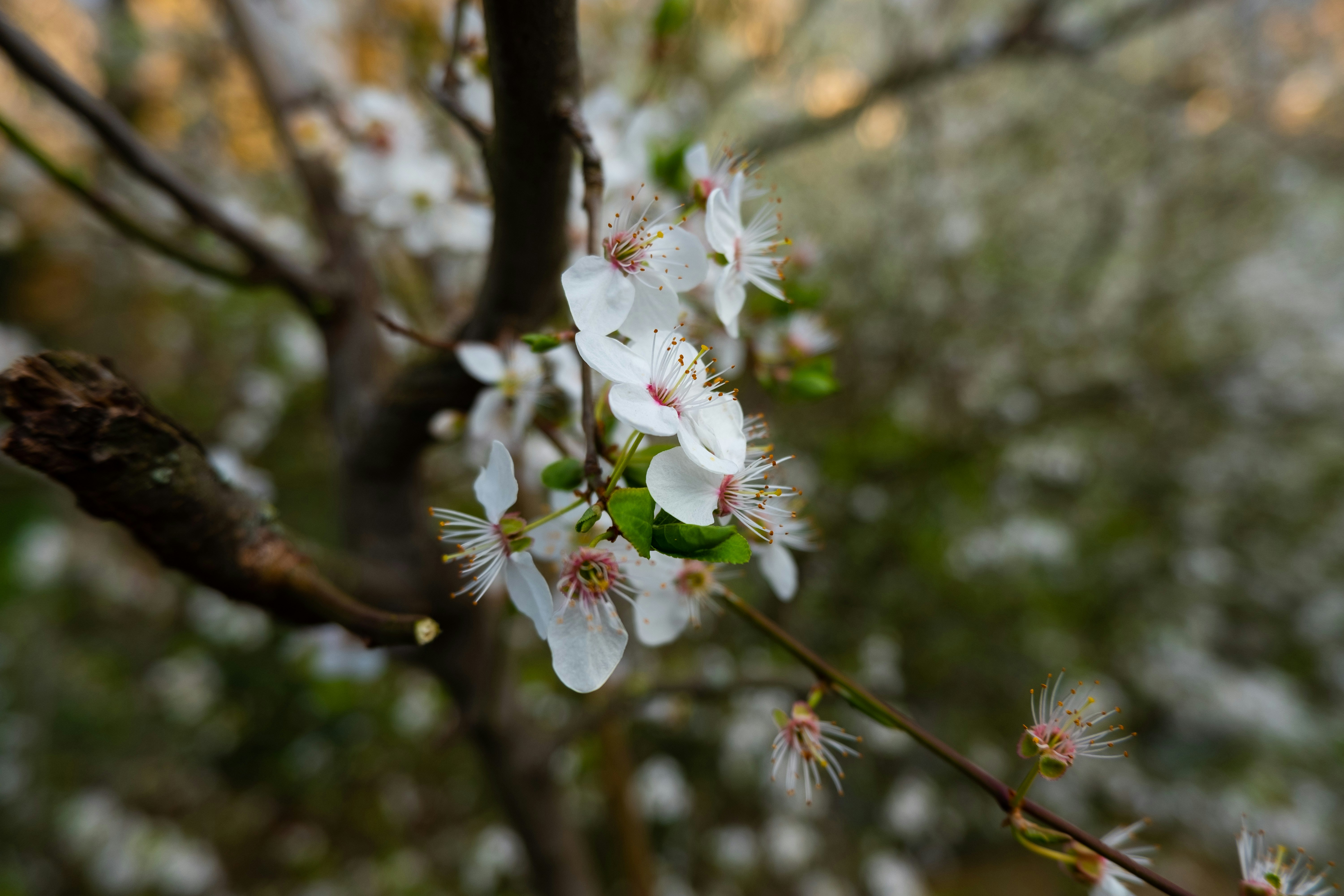 Photo by masselmello