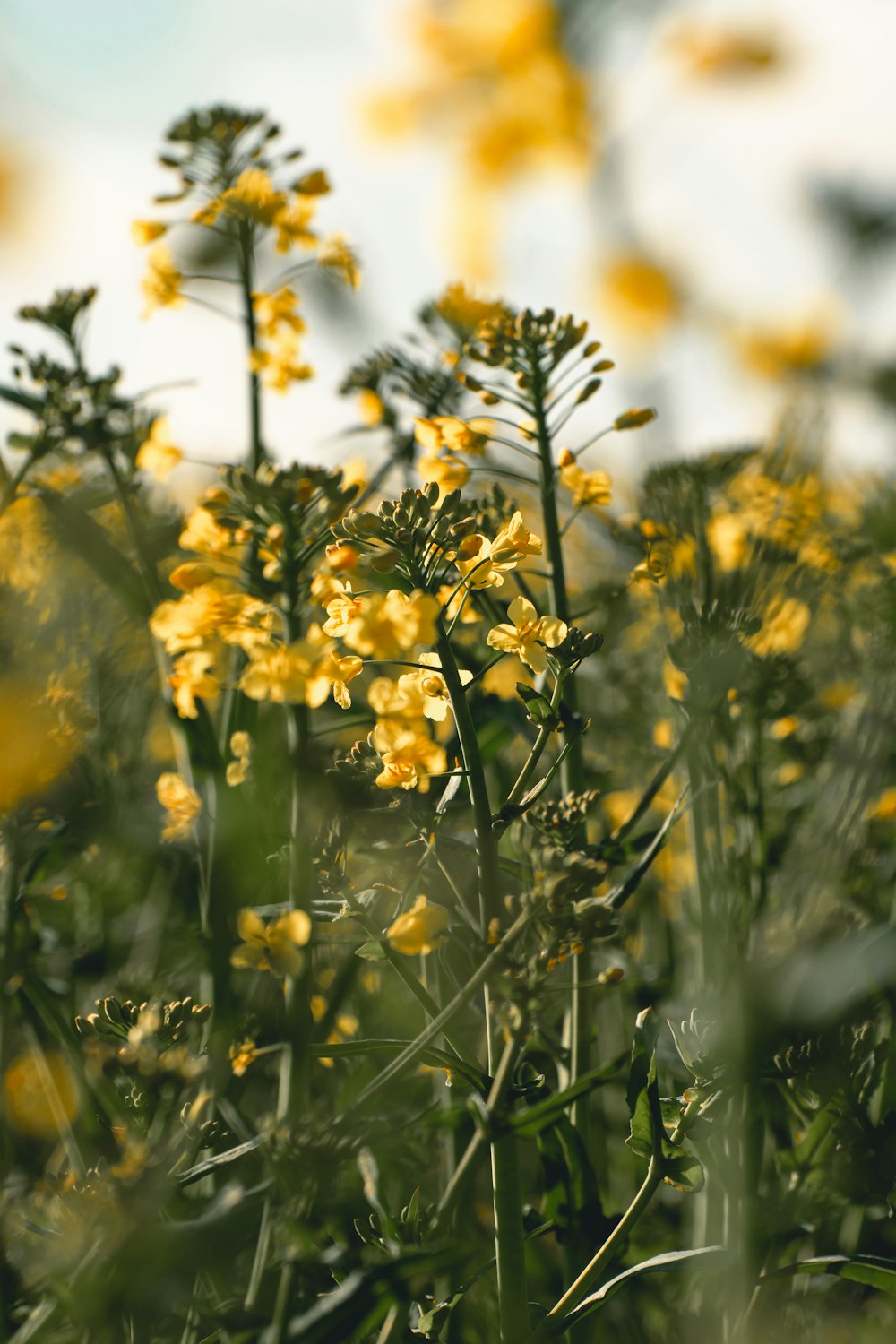 yellow flowers in tilt shift lens