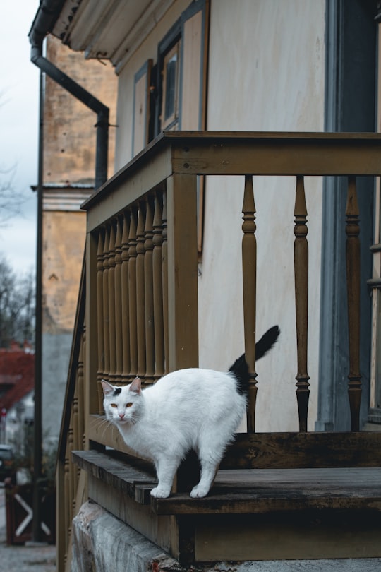 white cat on brown wooden fence in Kuldīga Latvia
