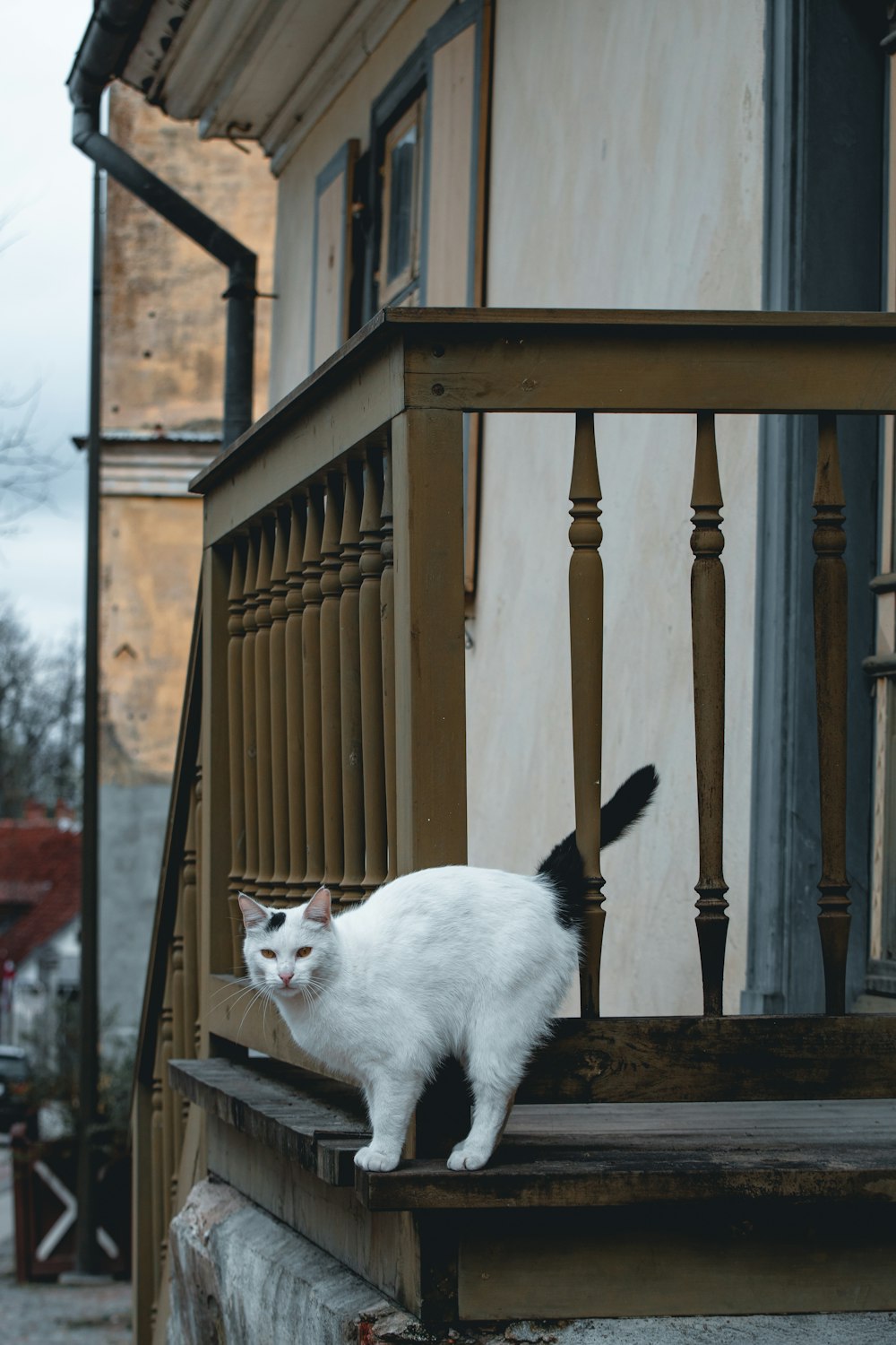 white cat on brown wooden fence