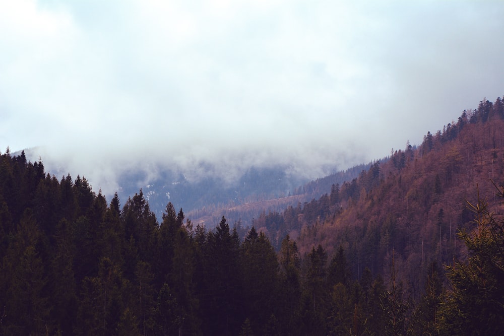 árboles verdes en la montaña bajo nubes blancas durante el día