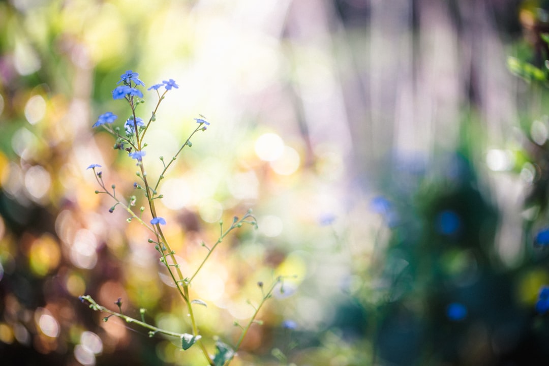 purple flower in tilt shift lens