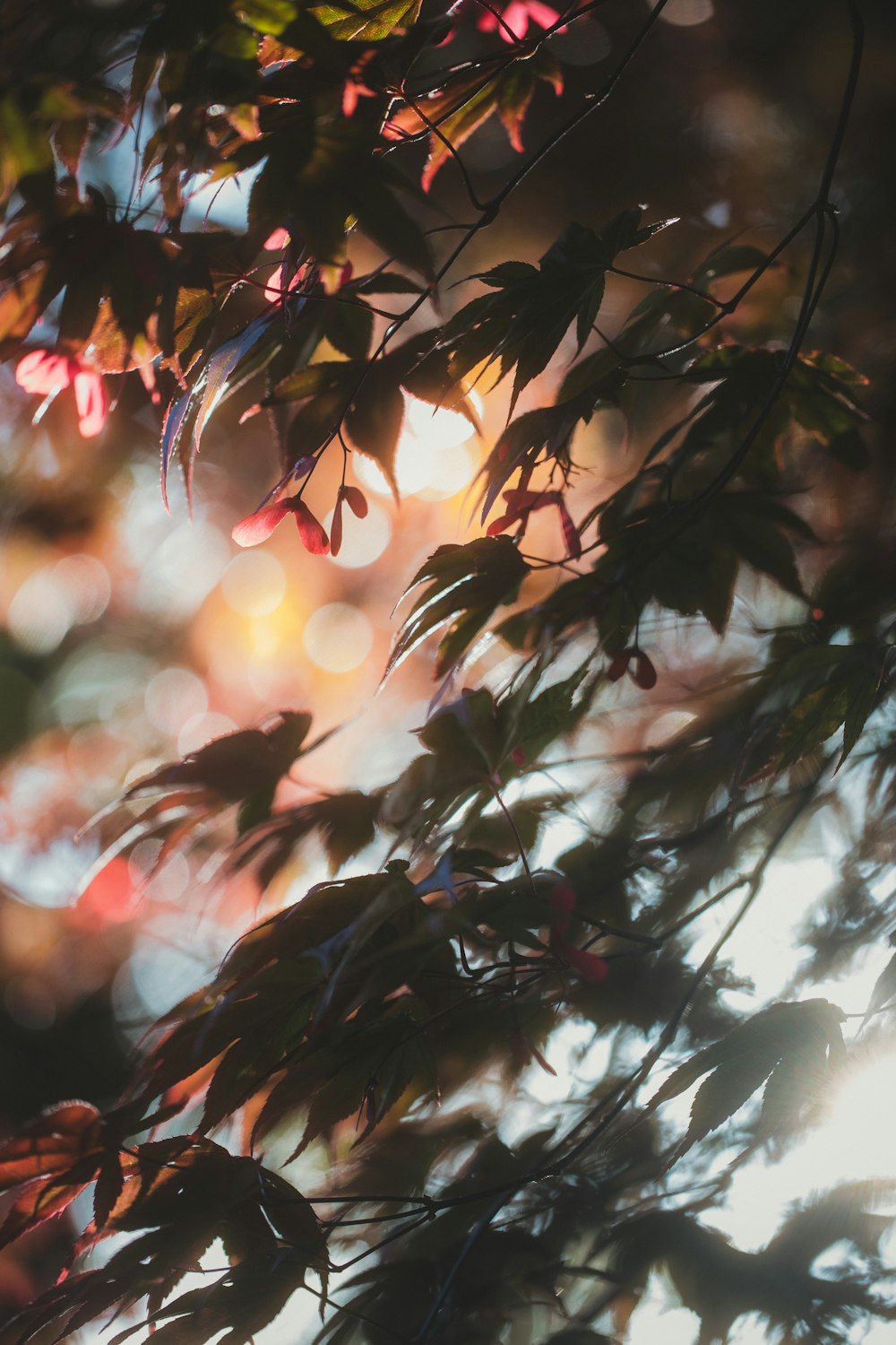 red and green leaves during daytime