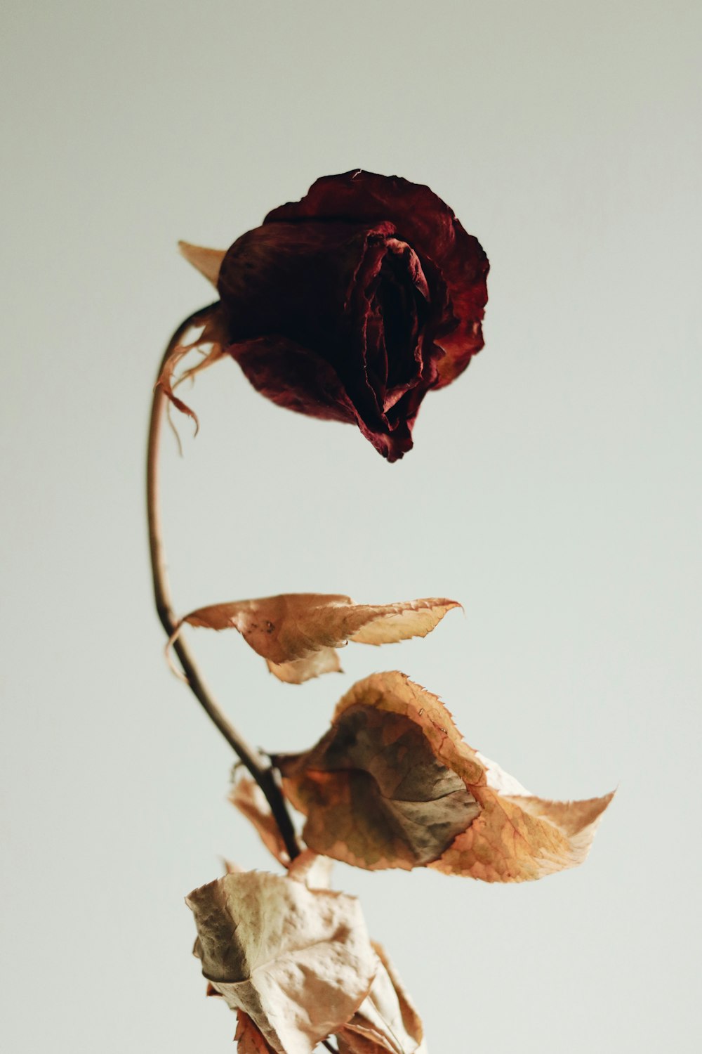 red rose in white background