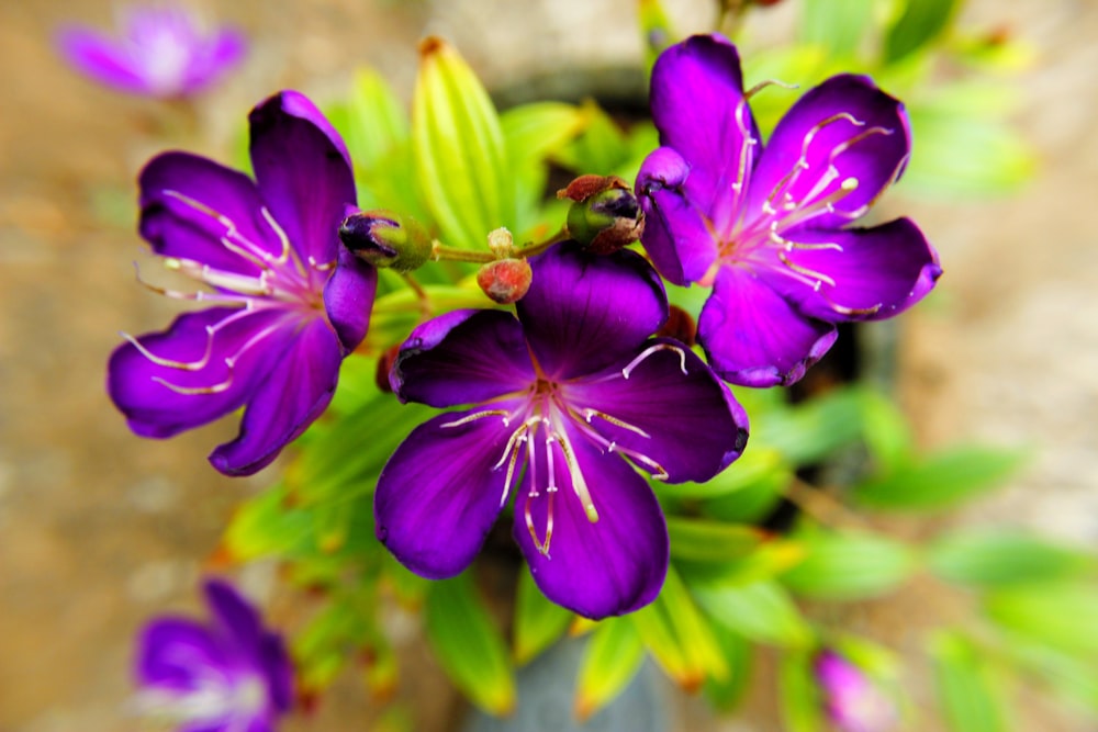 purple flower in tilt shift lens