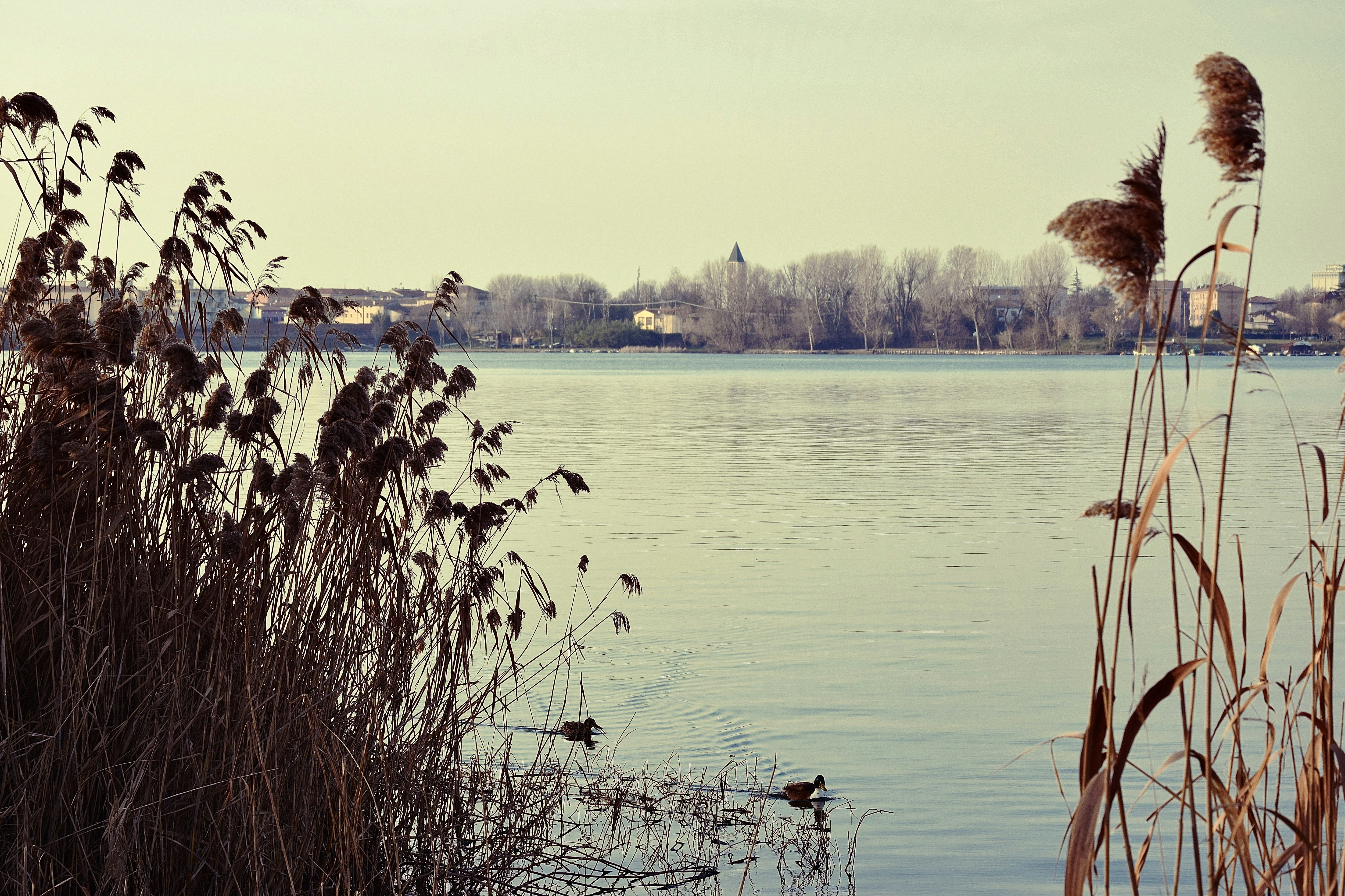 green trees on body of water during daytime
