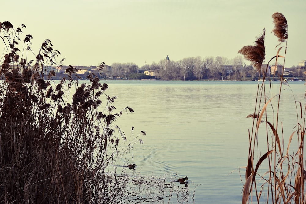 green trees on body of water during daytime