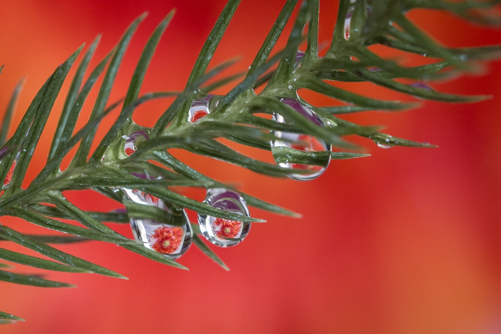 green and red plant in close up photography