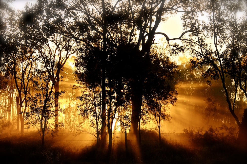 silhouette of trees during sunset