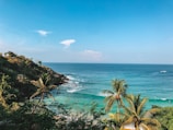 green palm tree near sea under blue sky during daytime