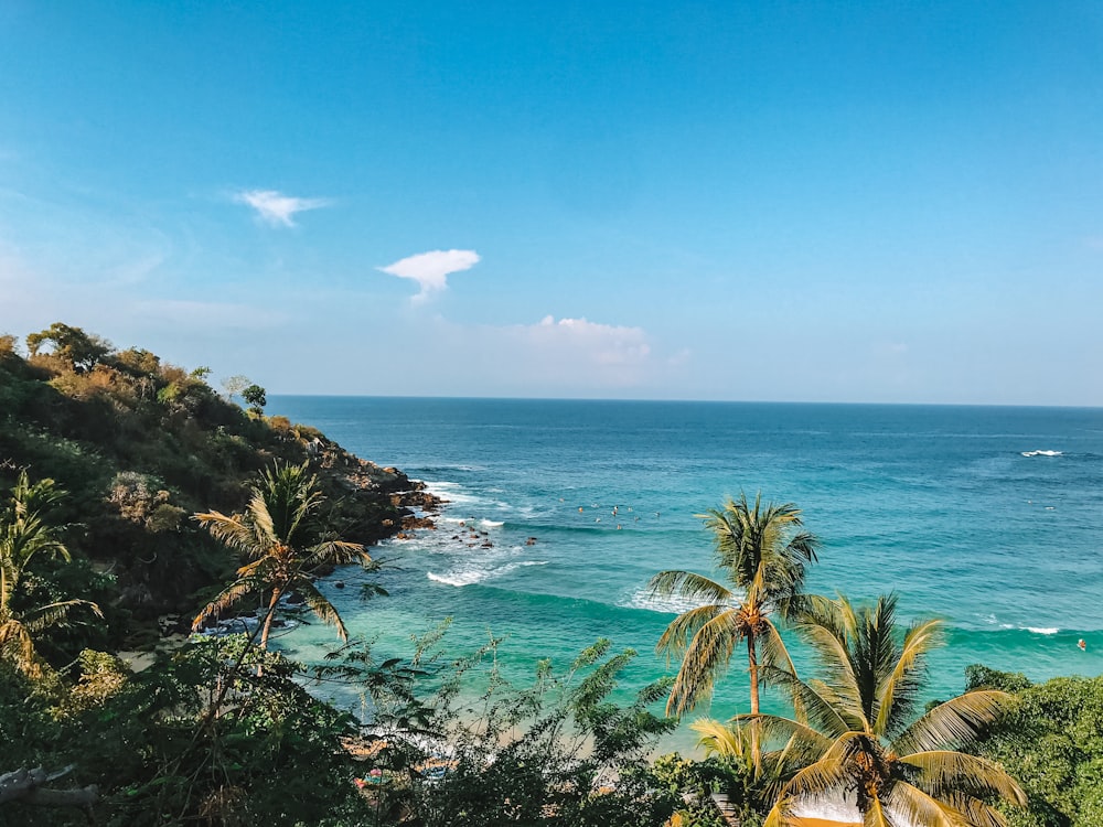 Palmera verde cerca del mar bajo el cielo azul durante el día