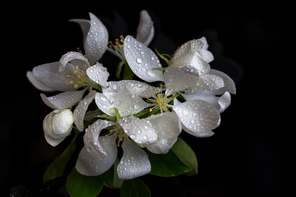 white and green flower in close up photography