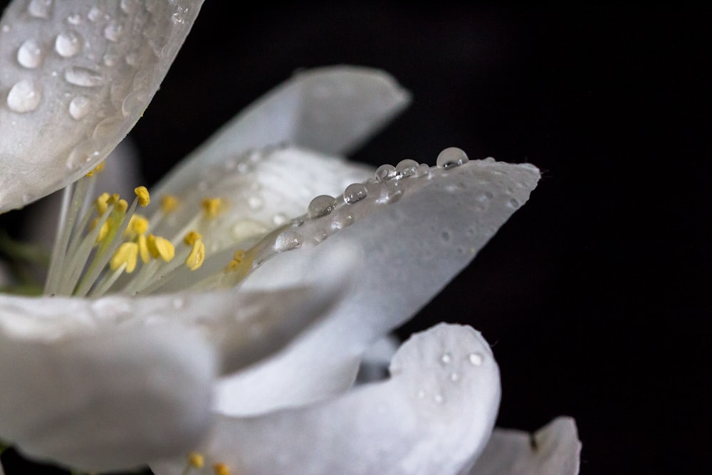 flor branca com gotículas de água