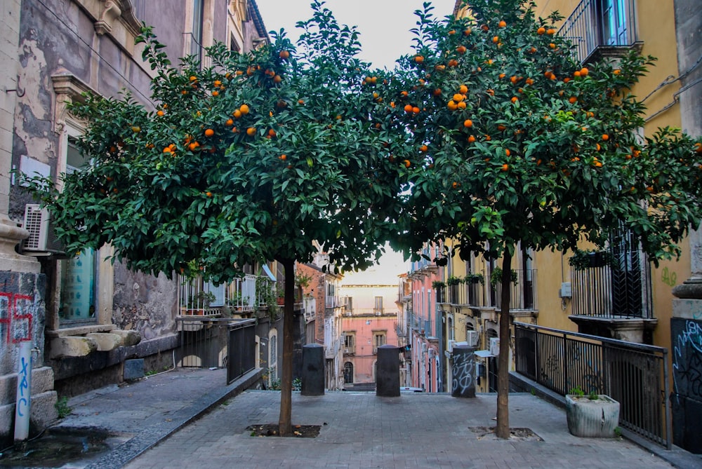 árvore verde e amarela com fruta alaranjada