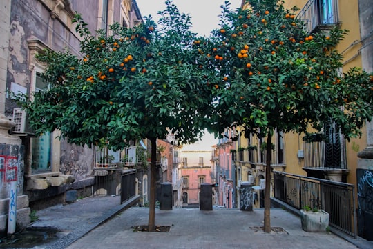 green and yellow tree with orange fruit in Catania Italy