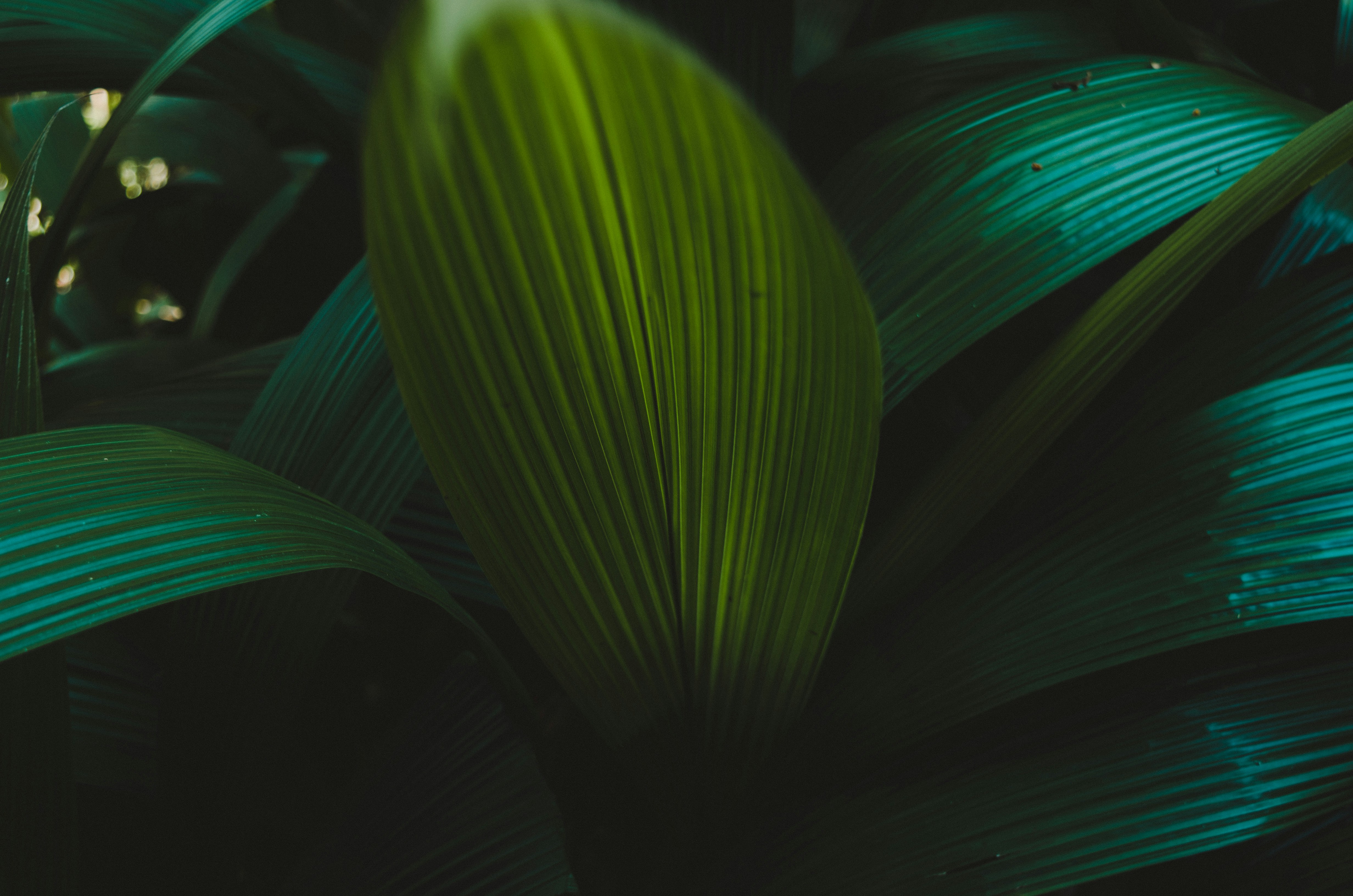 green leaf plant in close up photography