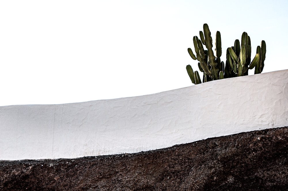 green plant on white textile