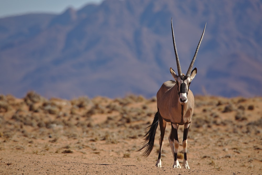 brown and white animal on brown soil