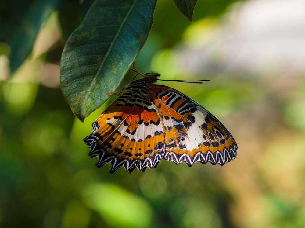 brown black and white butterfly on green leaf