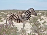 zebra eating grass during daytime